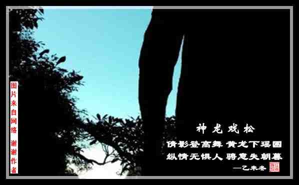 487神龙戏松.jpg