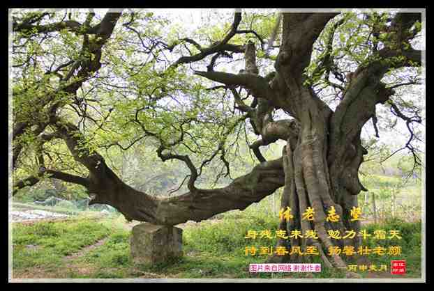 574果果.jpg