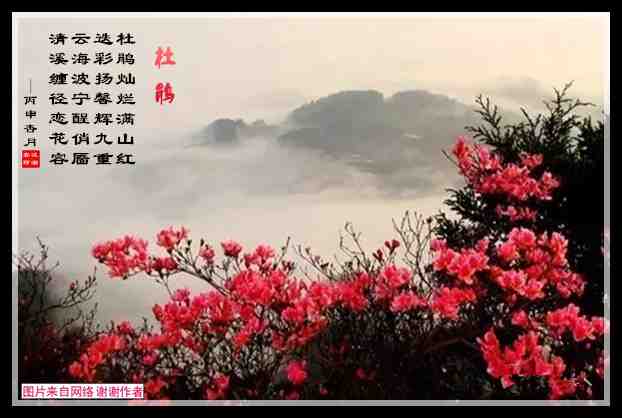 581杜鹃.jpg