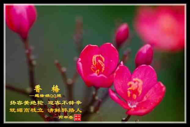 588香梅 - 副本.jpg