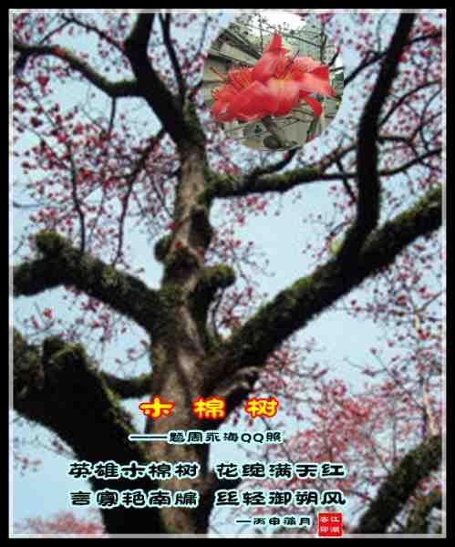 591木棉周永海.jpg