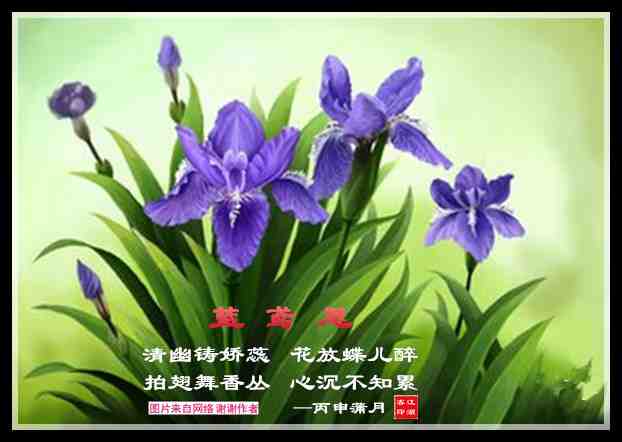 600蓝鸢尾.jpg