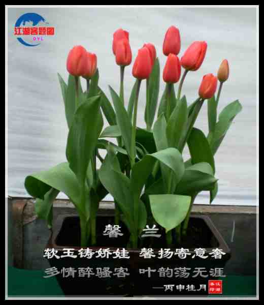 699馨兰.jpg