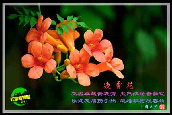747凌霄花.jpg
