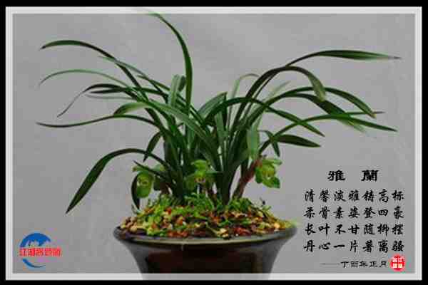 745雅兰.jpg