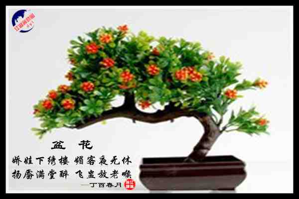 762盆花.jpg
