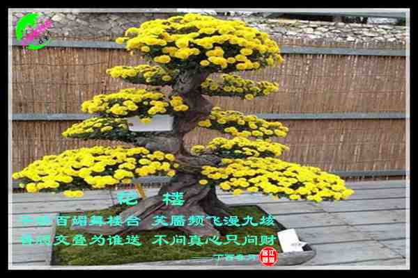 760花楼.jpg