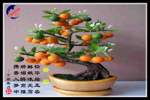 761香圆.jpg