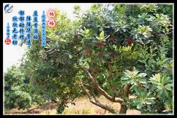 818杨梅.jpg