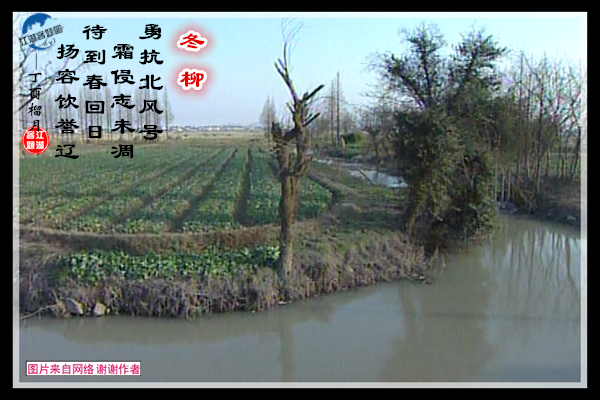 820冬柳.jpg