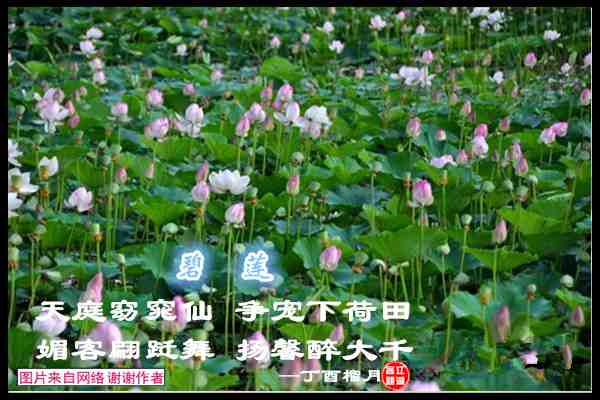 823荷叶田田.jpg