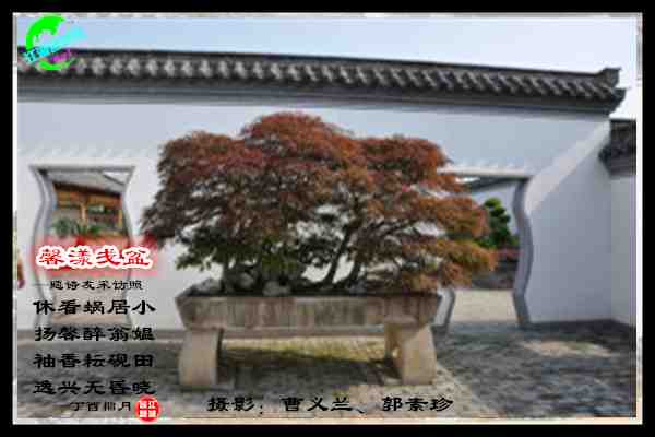 833馨漾戋盆.jpg