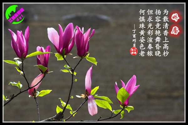 956娇靥.jpg