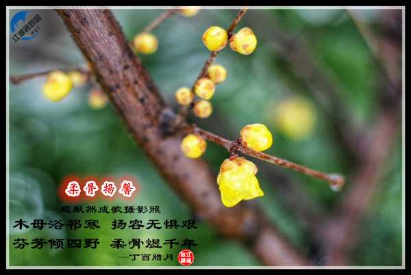 1139柔骨扬馨.jpg