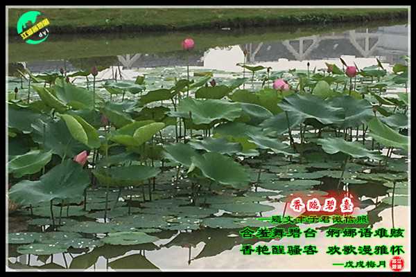 1183香临碧台.jpg
