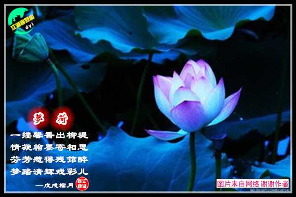 1211荷梦.jpg