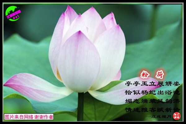 1209粉荷.jpg