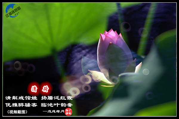 1214清荷.jpg
