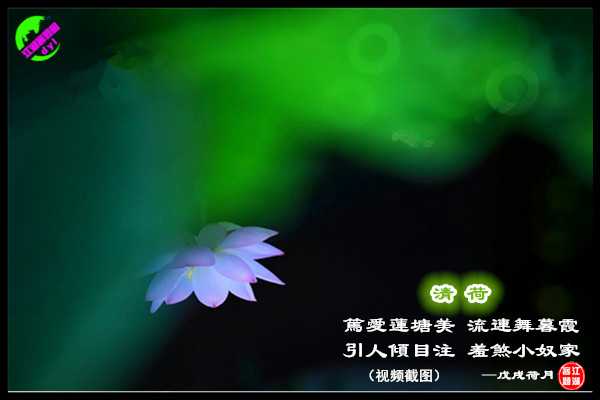 1215清荷2 - 副本.jpg