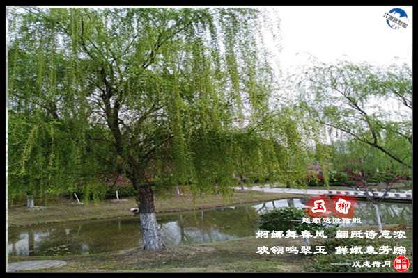 1237玉柳.jpg