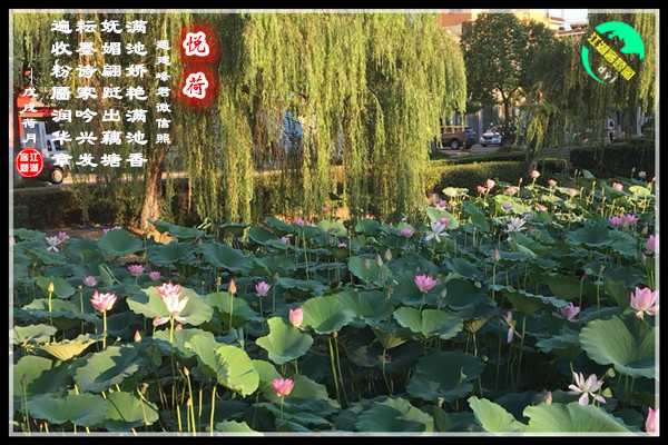 1248悦荷.jpg