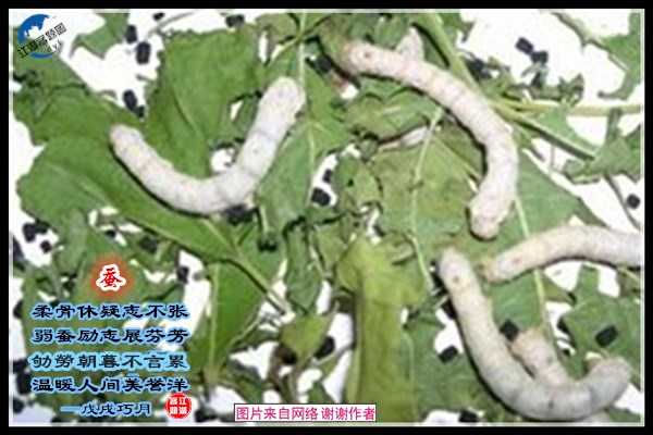 1256蚕.jpg