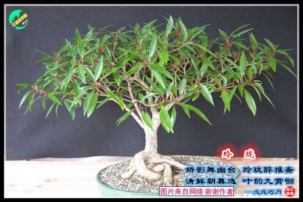 1258玲珑.jpg