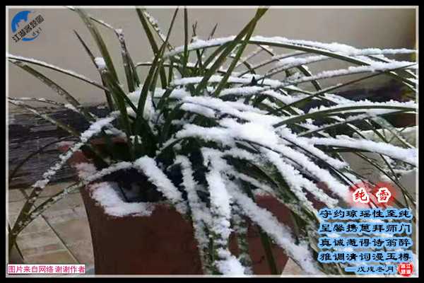 1332纯雪.jpg