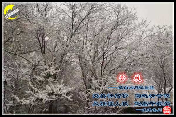 1336雪枝.jpg