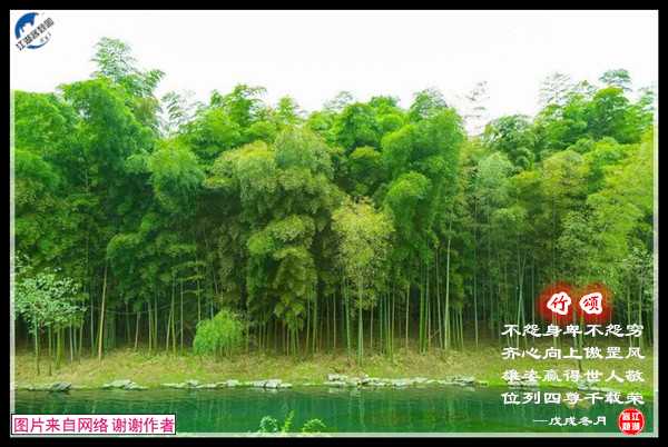 1345竹颂.jpg