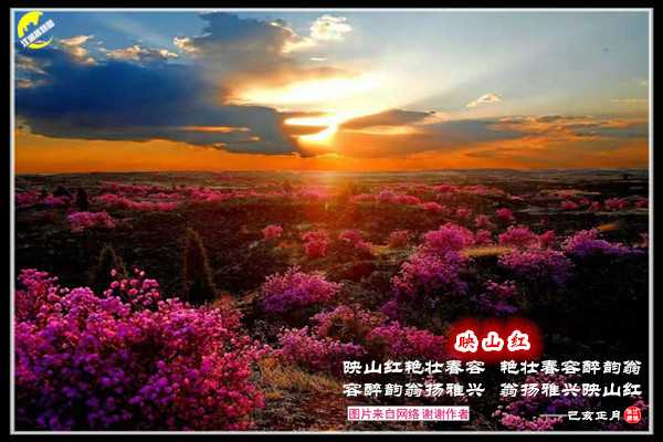 1359映山红.jpg