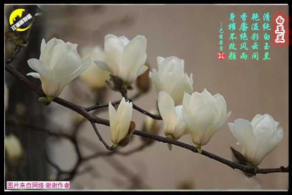 1372白玉兰刚刚.jpg