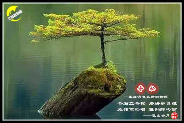 1382奇松.jpg
