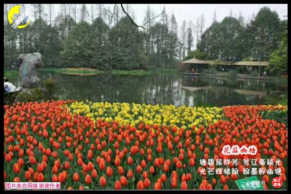 1392花簇幽塘.jpg