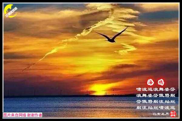 1490海鸥.jpg