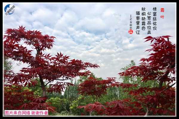 1529秋.jpg