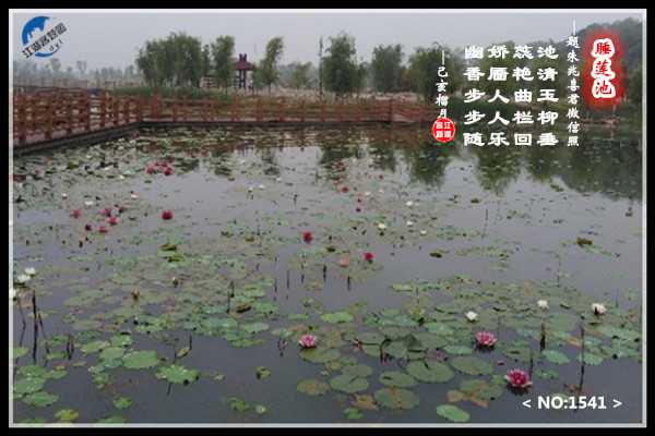 1541睡莲.jpg