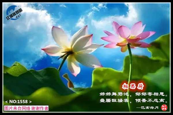 1558相思荷.jpg