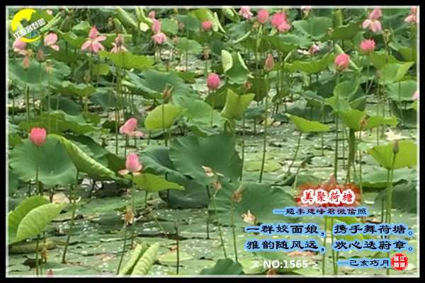 1565美聚荷塘.jpg