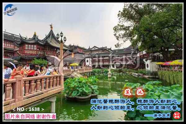 1638莲池 - 副本.jpg