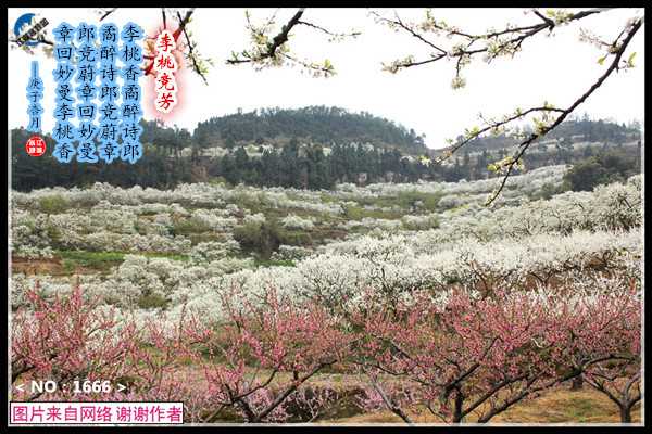 1666李桃竞芳.jpg