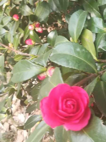 IMG_20201228_034806.jpg