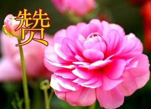 赞.jpg