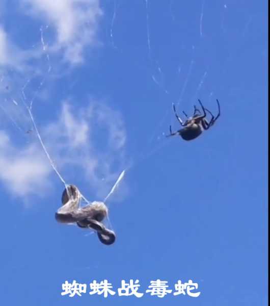 蜘蛛战毒蛇.jpg