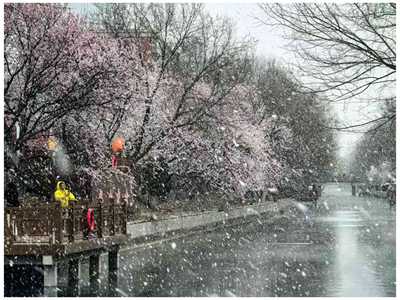 250316-京城春雪_副本.jpg